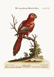 The Long-tailed Scarlet Lory, 1749-73